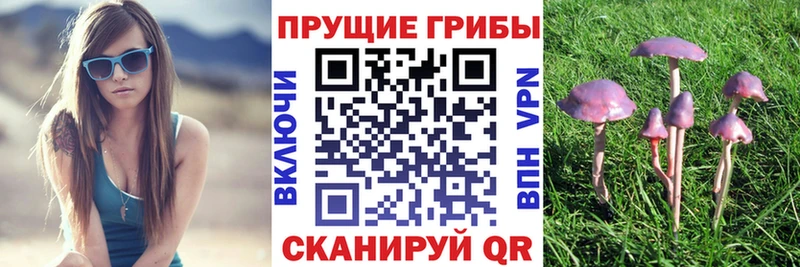 Галлюциногенные грибы Psilocybe  Зубцов 